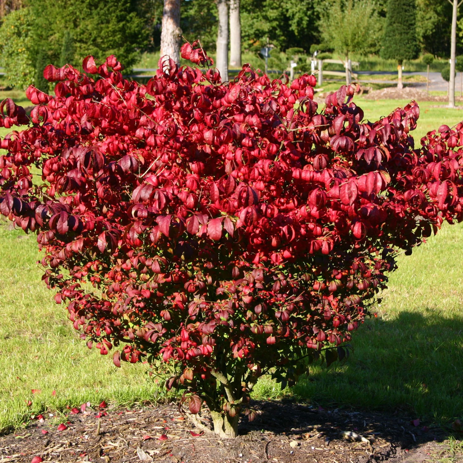 Kompaktes Pfaffenhütchen 'Compactus', 4er-Set, Topf 4 Liter 2 Kompaktes Pfaffenhütchen 'Compactus', 4er-Set, Topf 4 Liter – Bild 2