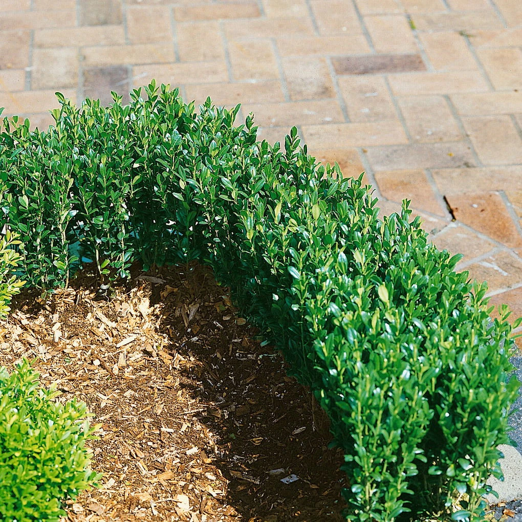 10er-Set Ilex Crenata "Fastigiata", Säulen-Ilex, Höhe 30-40 Cm, Im 2 Liter Topf 1 10er-Set Ilex Crenata "Fastigiata", Säulen-Ilex, Höhe 30-40 Cm, Im 2 Liter Topf