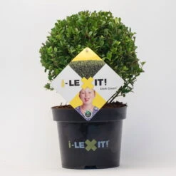 Ilex Crenata 'Dark Green®', Kugel Mit Ca. 15 Cm Ø, Topf-Ø 17 Cm