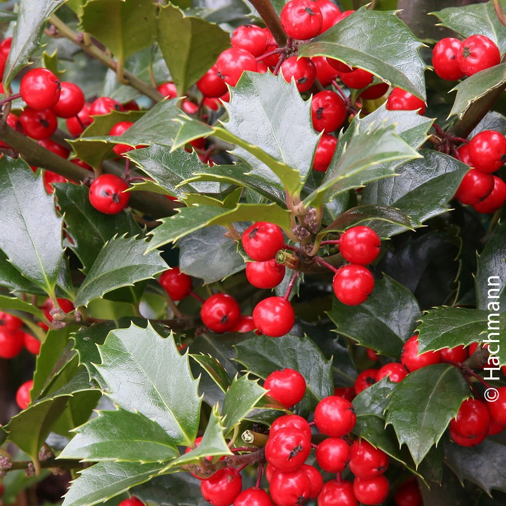 Heckenilex 'Heckenfee'®, Stechpalme, 5er-Set, Höhe 40-50 Cm, Topf 5 Liter 1 Heckenilex 'Heckenfee'®, Stechpalme, 5er-Set, Höhe 40-50 Cm, Topf 5 Liter