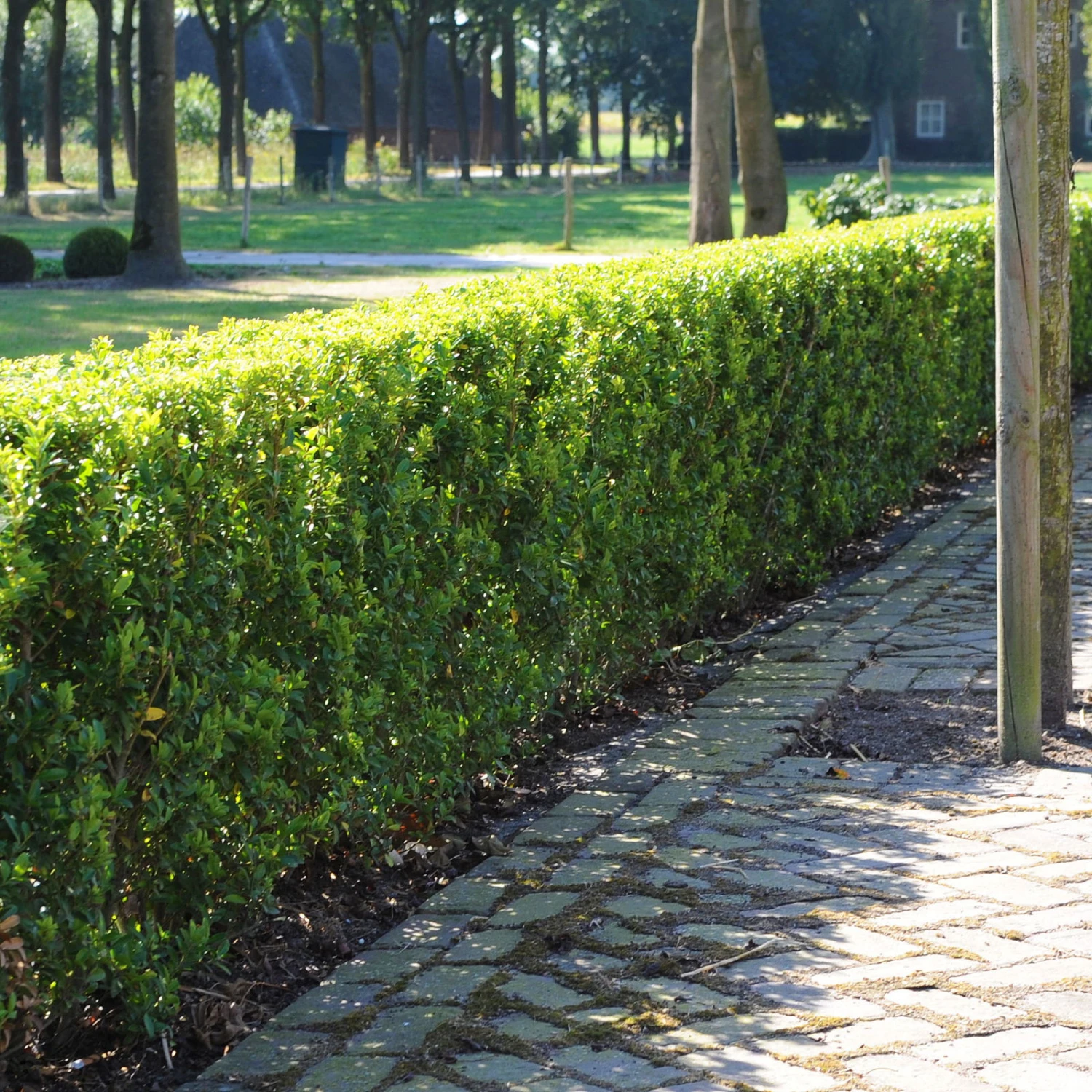 Stechpalme 'Impala®', 5er-Set, Höhe 50-60 Cm, Topf 5 Liter 1 Stechpalme 'Impala®', 5er-Set, Höhe 50-60 Cm, Topf 5 Liter