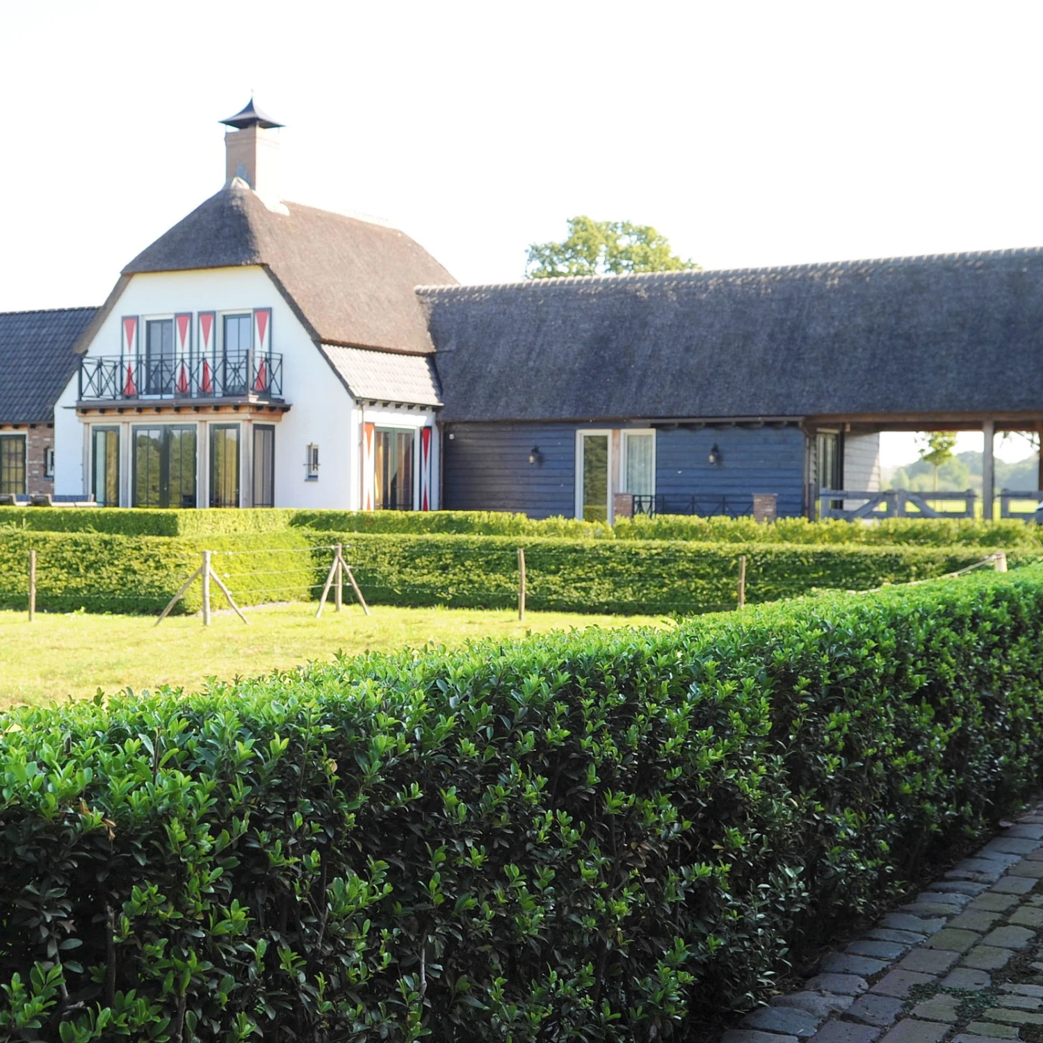 Stechpalme 'Impala®', 5er-Set, Höhe 50-60 Cm, Topf 5 Liter 2 Stechpalme 'Impala®', 5er-Set, Höhe 50-60 Cm, Topf 5 Liter – Bild 2