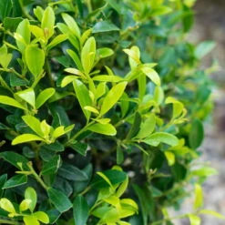 Stechpalme 'Impala®', 5er-Set, Höhe 50-60 Cm, Topf 5 Liter 11 Stechpalme 'Impala®', 5er-Set, Höhe 50-60 Cm, Topf 5 Liter -Compo Verkäufe 0410450790 Ilex max Impala 3 104013