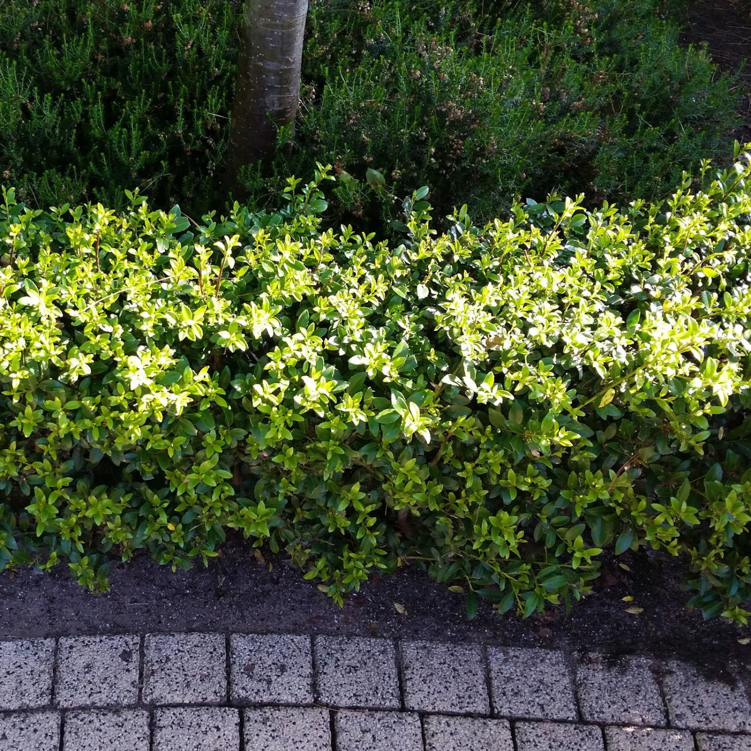 Stechpalme 'Impala®', 5er-Set, Höhe 50-60 Cm, Topf 5 Liter 3 Stechpalme 'Impala®', 5er-Set, Höhe 50-60 Cm, Topf 5 Liter – Bild 3