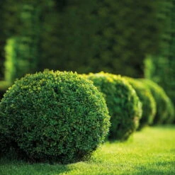 Buchsbaum Kugel, Buxus Sempervirens, Kugel Ø 20 Cm, Topf 19 Cm Ø, 2er Set