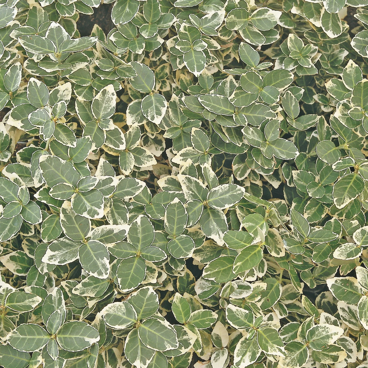 Euonymus Fortunei 'Emerald Gaiety' Weißgrün, Topf-Ø 9 Cm, 12er-Set 2 Euonymus Fortunei 'Emerald Gaiety' Weißgrün, Topf-Ø 9 Cm, 12er-Set – Bild 2