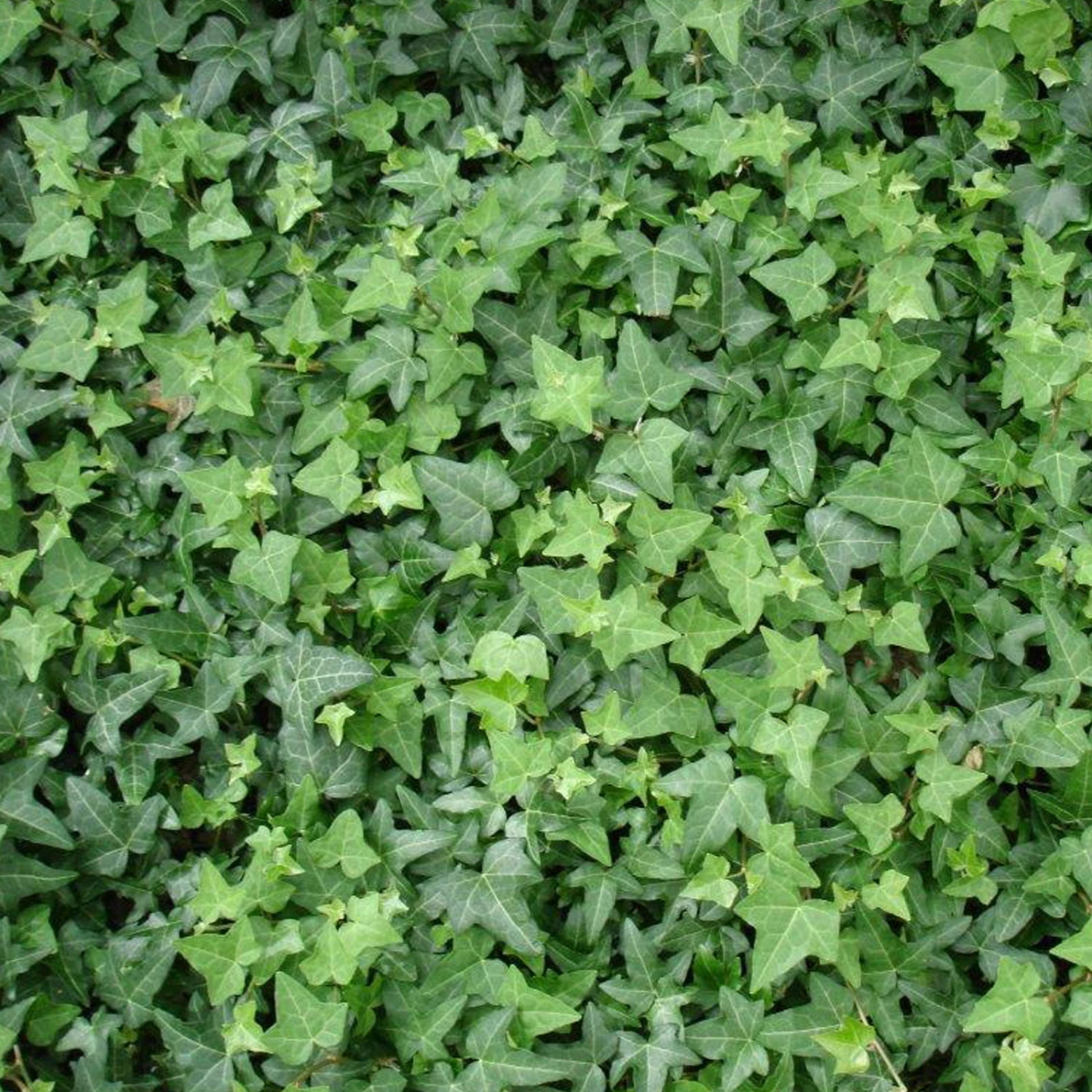 Efeu, Topf-Ø 9 Cm, 12er-Set 1 Efeu, Topf-Ø 9 Cm, 12er-Set