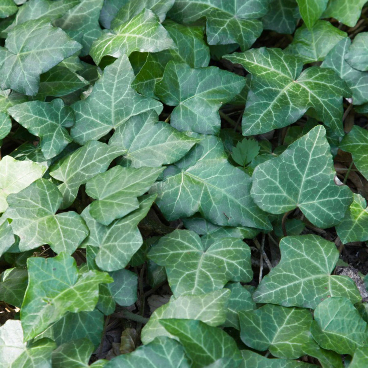 Efeu, Topf-Ø 9 Cm, 12er-Set 2 Efeu, Topf-Ø 9 Cm, 12er-Set – Bild 2