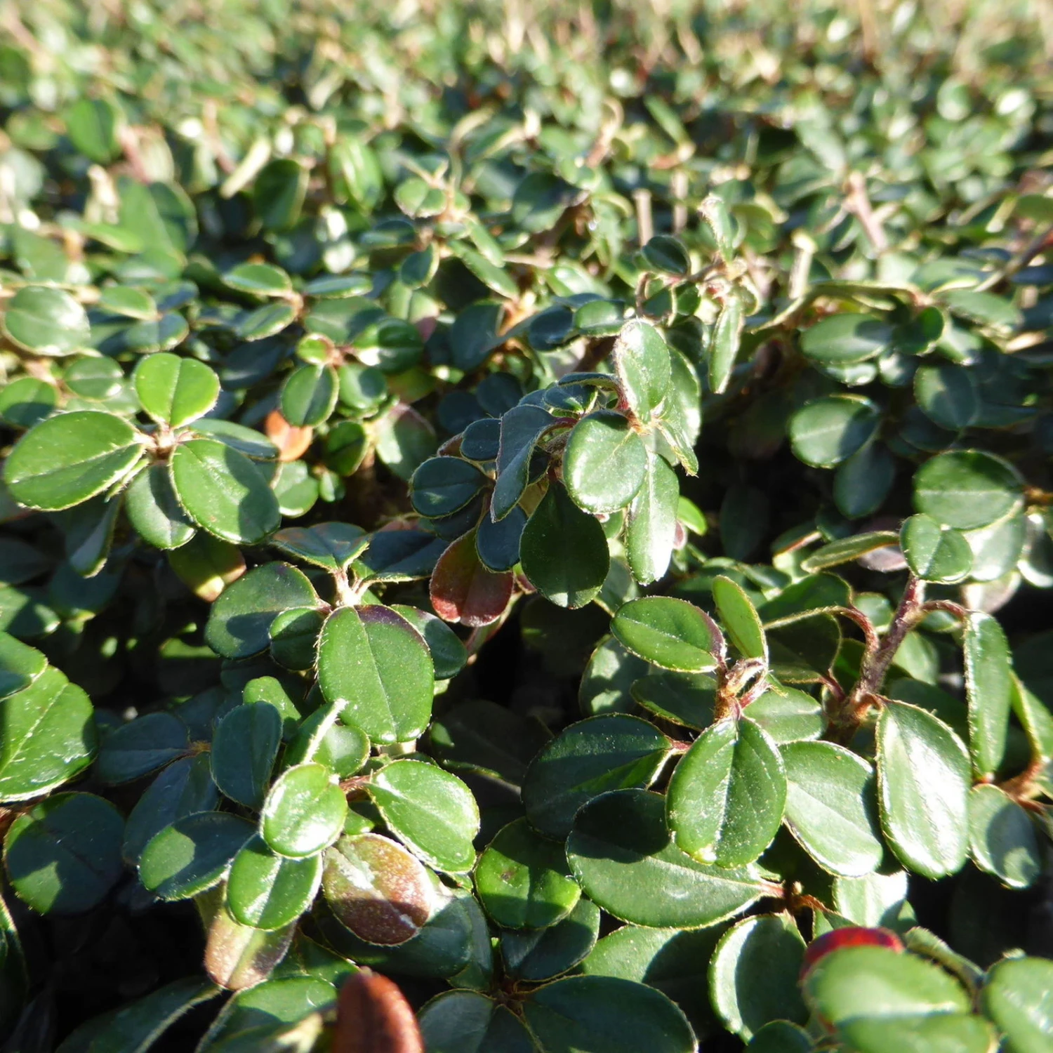 Zwergmispel 'Cochleatus', 12er-Set, 9 Cm Ø Topf 2 Zwergmispel 'Cochleatus', 12er-Set, 9 Cm Ø Topf – Bild 2