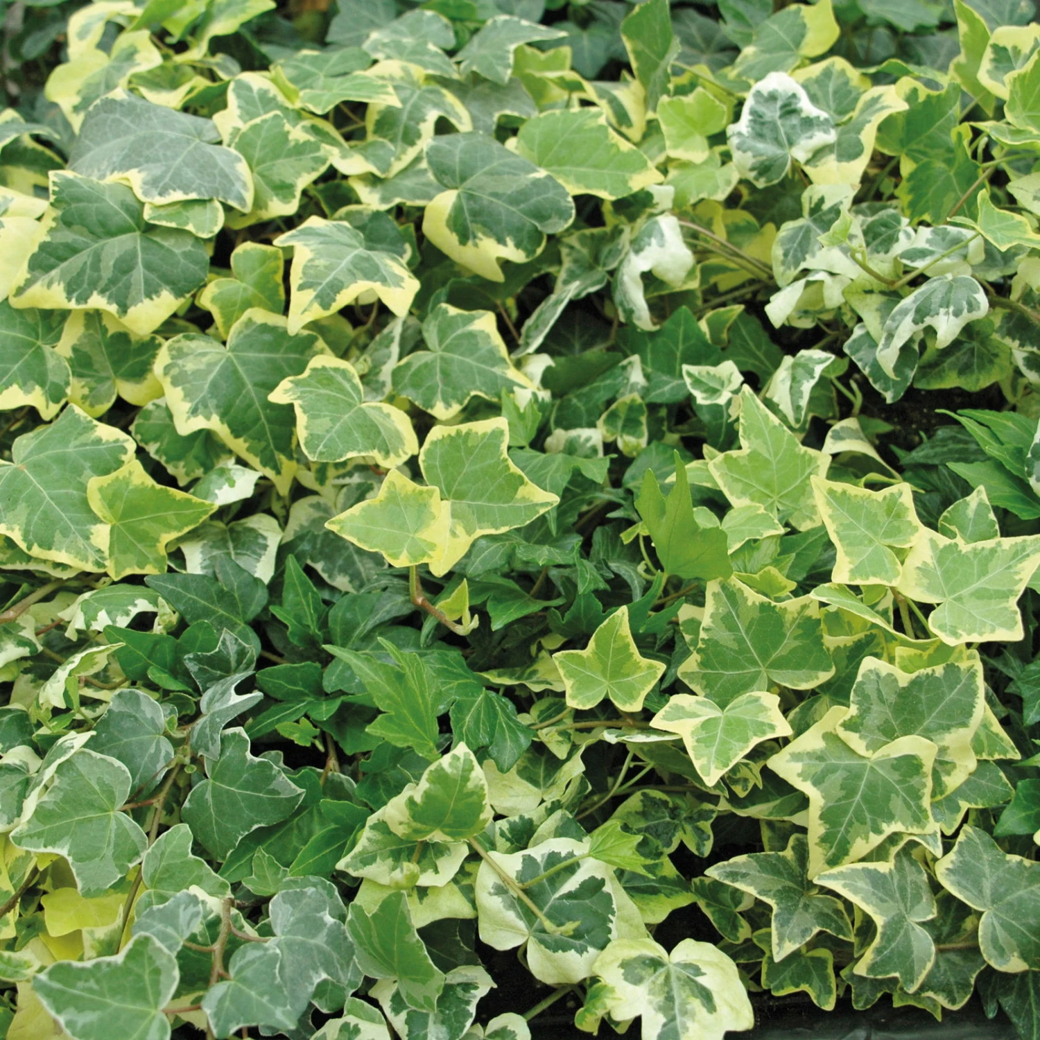 Efeu In Bunten Sorten, 6er-Set, 13 Cm Ø Topf 1 Efeu In Bunten Sorten, 6er-Set, 13 Cm Ø Topf