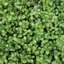 Mühlenbeckie, 12er-Set, Sattgrün, 9 Cm Ø Topf