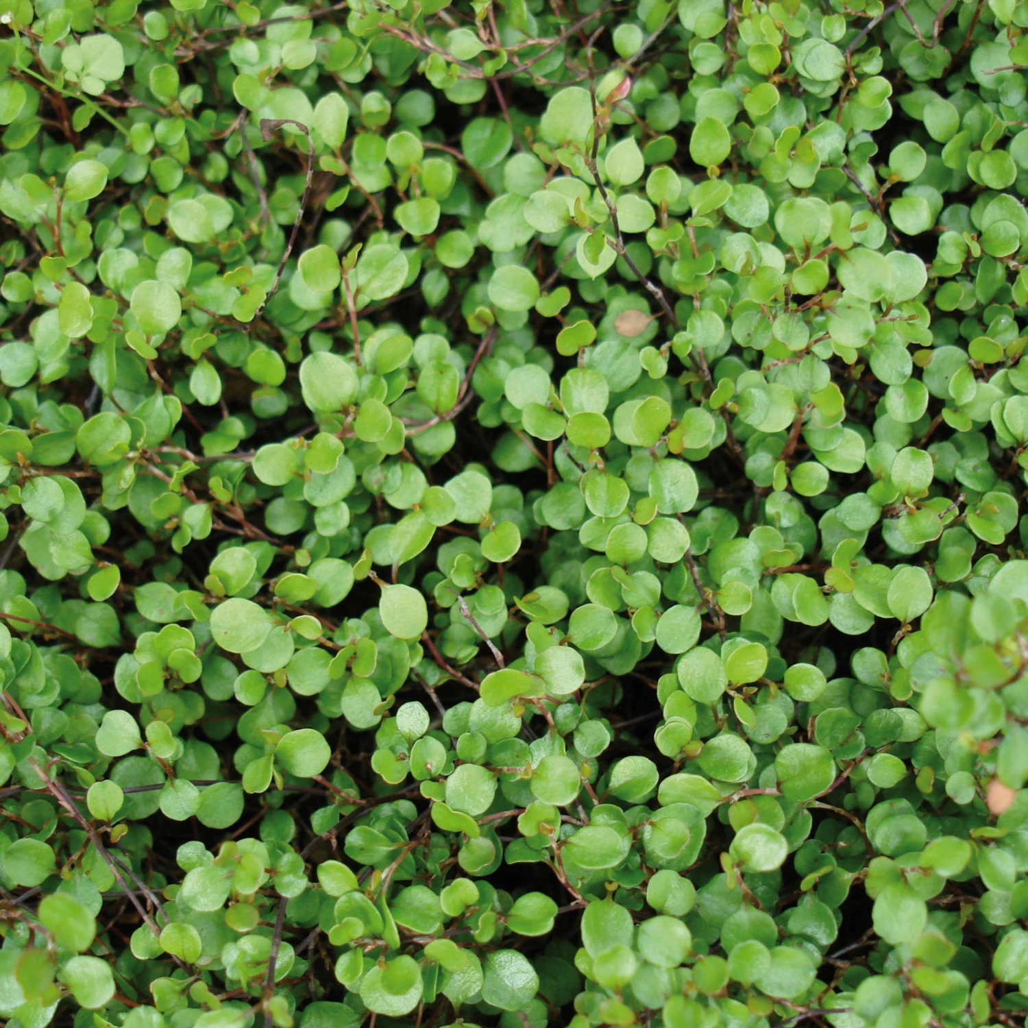 Mühlenbeckie, 12er-Set, Sattgrün, 9 Cm Ø Topf 1 Mühlenbeckie, 12er-Set, Sattgrün, 9 Cm Ø Topf