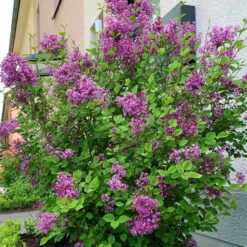 Pflanzen Kölle Shop -Compo Verkäufe 0410800416 Syringa Dark Purple 19er Topf 1 85419