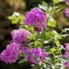 Zwerg-Duftflieder 'Bloomerang'® 'Dark Purple'(S), Syringa, Dunkellila, Im 19 Cm Topf
