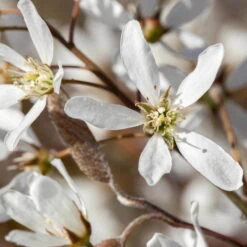 Großfruchtige Felsenbirne 'Greatberry® Farm', Topf 5 Liter -Compo Verkäufe 0410870186 KB Amelanchier Smoky 75414