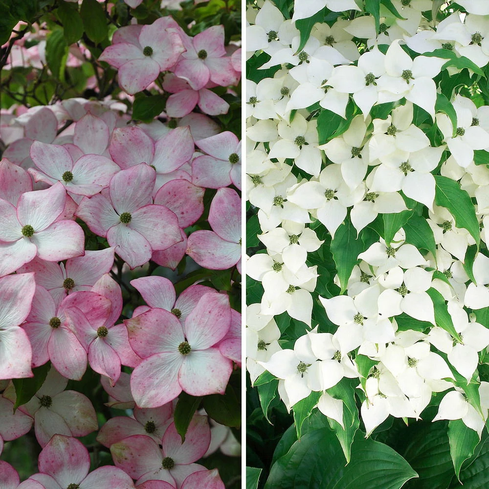 Blütenhartriegel, 2er-Set, Topf Je 5 Liter 1 Blütenhartriegel, 2er-Set, Topf Je 5 Liter