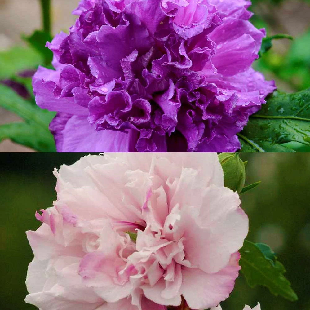 Duo Garten-Hibiskus 'French Cabaret® Pastel' Und 'French Cabaret® Purple' 1 Duo Garten-Hibiskus 'French Cabaret® Pastel' Und 'French Cabaret® Purple'