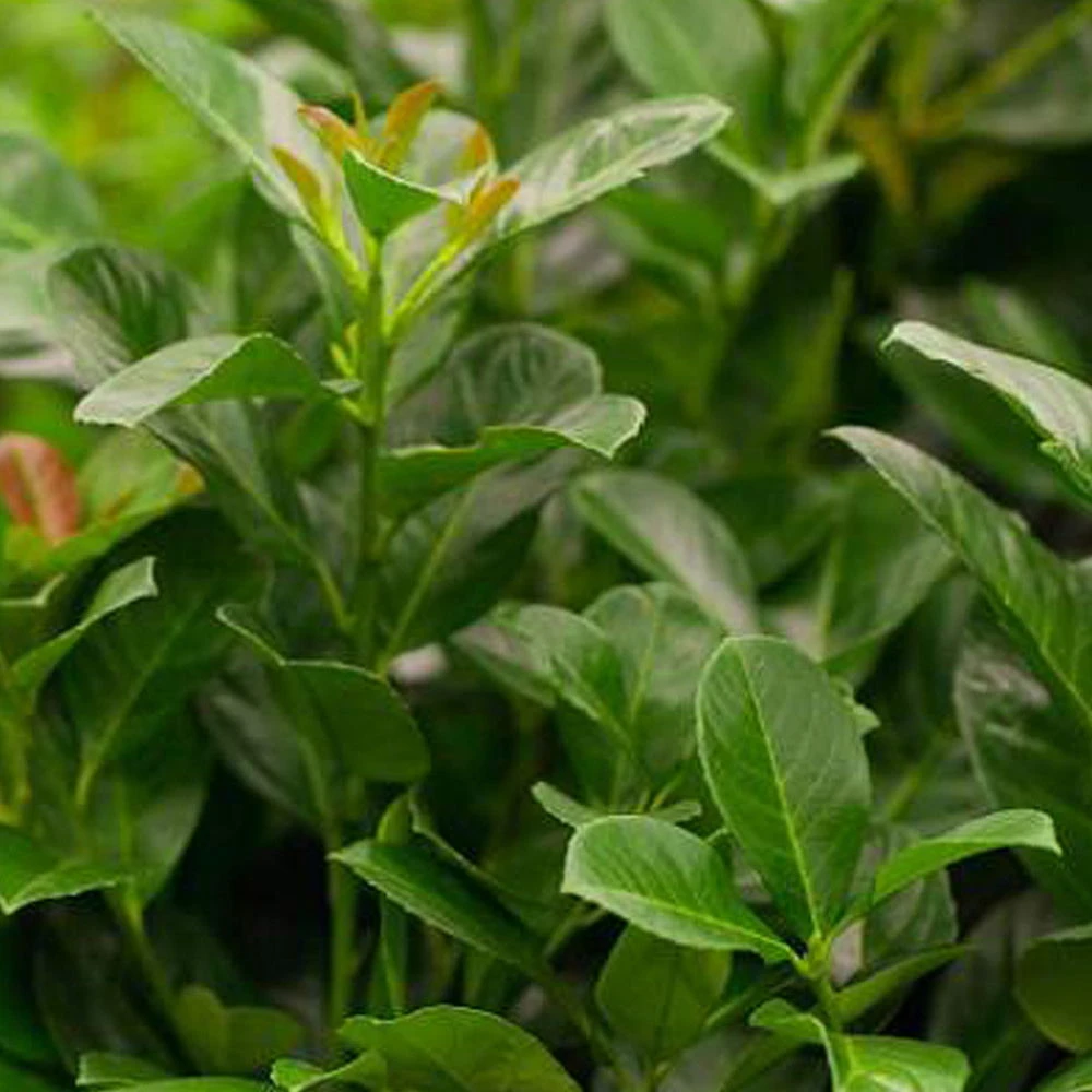 Kölle Kirschlorbeer 'Etna'®, 35er-Set, Höhe 40-60 Cm, Topf Je 4,6 Liter 1 Kölle Kirschlorbeer 'Etna'®, 35er-Set, Höhe 40-60 Cm, Topf Je 4,6 Liter