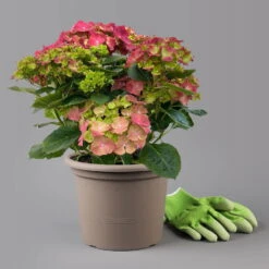 Kölle Gartenhortensie Ball Rot, 4/5 Liter Topf 8 Kölle Gartenhortensie Ball Rot, 4/5 Liter Topf -Compo Verkäufe 0415100309 hydrangea mac ball rot 1 125077