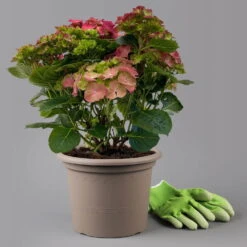 Kölle Gartenhortensie Ball Rot, 4/5 Liter Topf