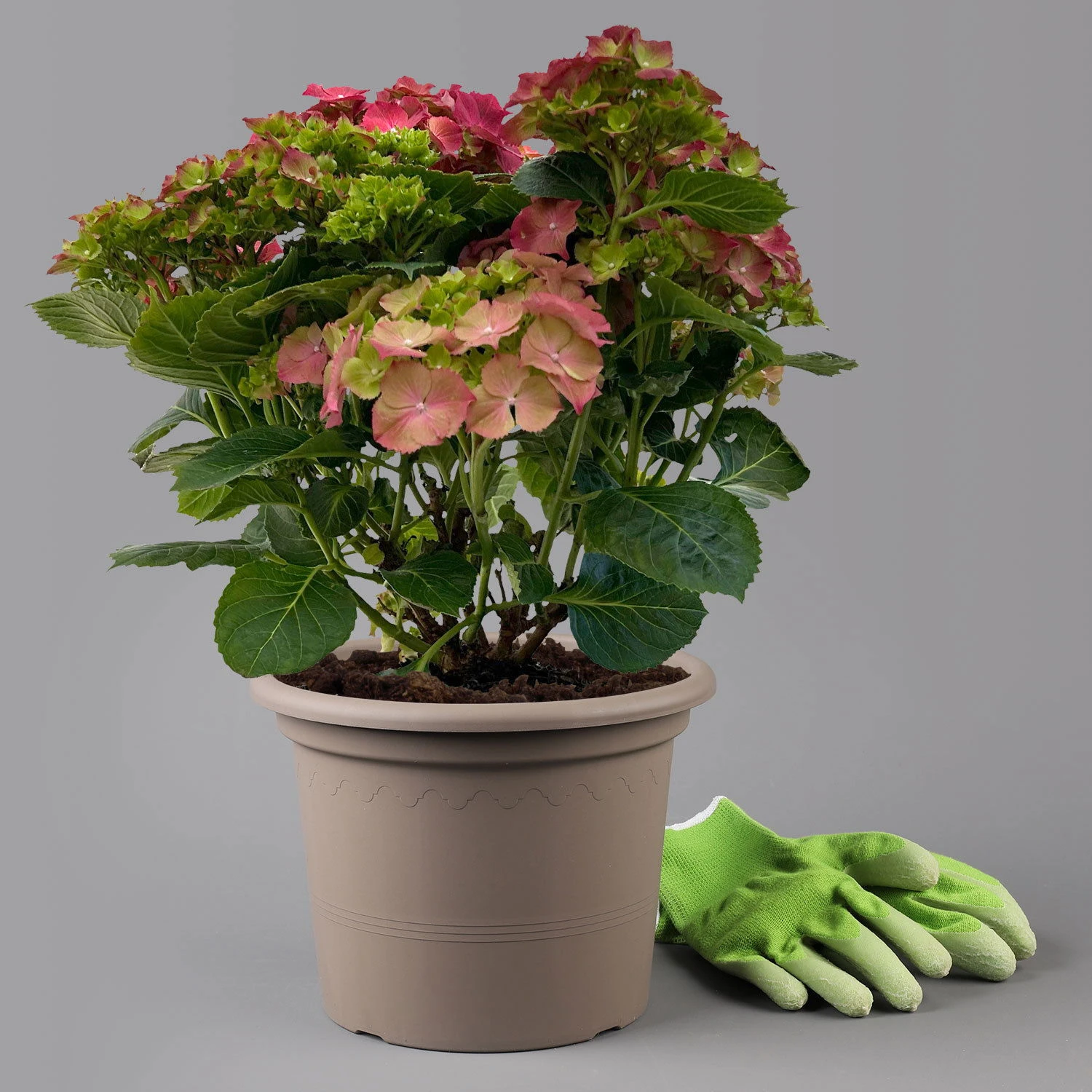 Kölle Gartenhortensie Ball Rot, 4/5 Liter Topf 1 Kölle Gartenhortensie Ball Rot, 4/5 Liter Topf