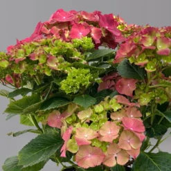 Kölle Gartenhortensie Ball Rot, 4/5 Liter Topf 9 Kölle Gartenhortensie Ball Rot, 4/5 Liter Topf -Compo Verkäufe 0415100309 hydrangea mac ball rot 125076