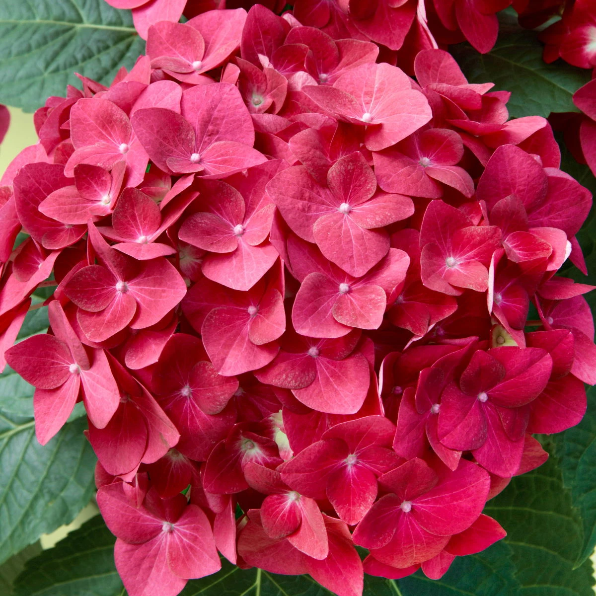 Kölle Gartenhortensie Ball Rot, 4/5 Liter Topf 2 Kölle Gartenhortensie Ball Rot, 4/5 Liter Topf – Bild 2