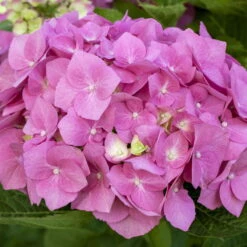 Ballhortensien In 4 Farben, 4er-Set, Höhe 30-40 Cm, Topf 4 Liter (Pflanzware) -Compo Verkäufe 0415100310 Koelle Hydrangea mac Ball rosa Co 5lt farbezeigend 59934