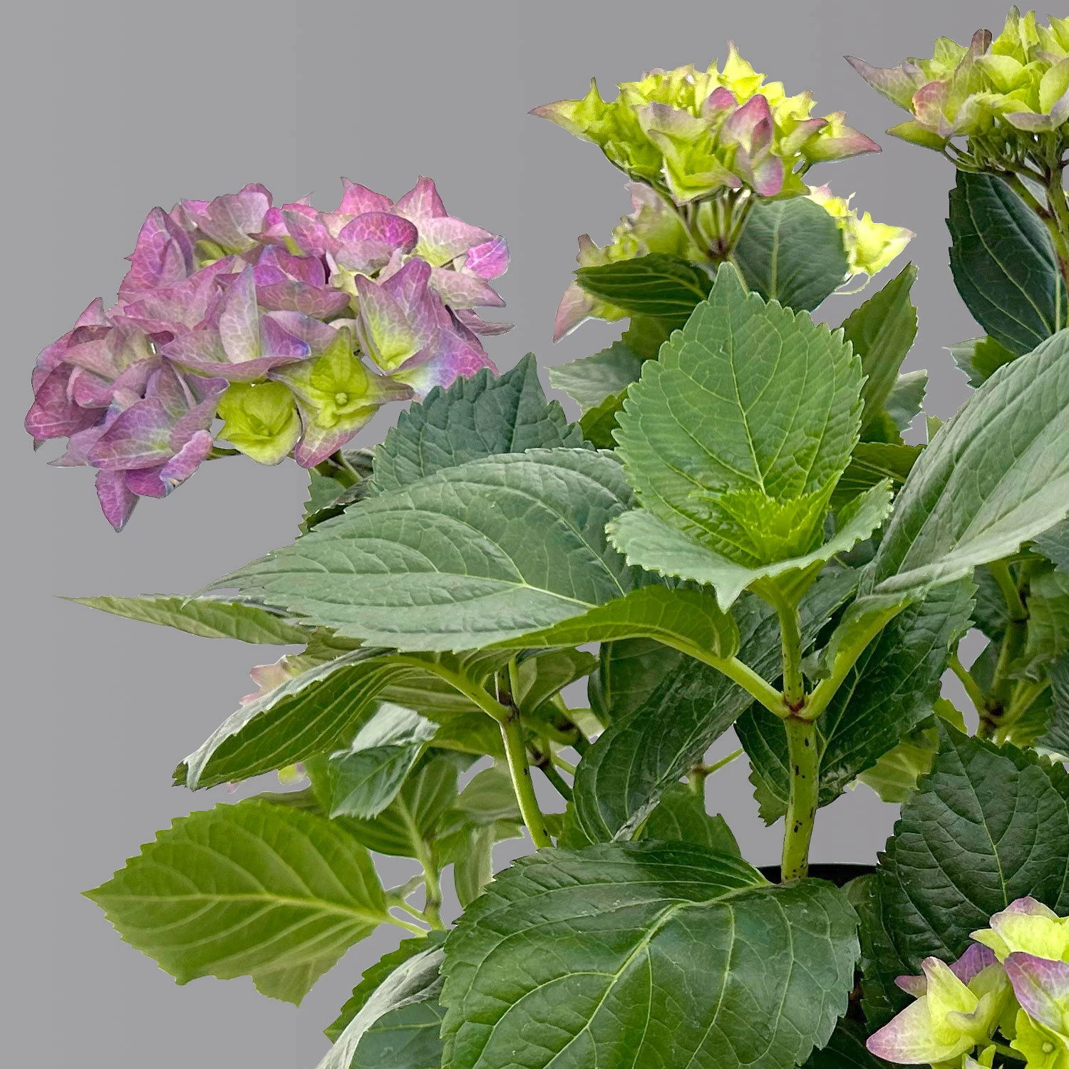 Öfterblühende Gartenhortensie Forever&Ever® Blau, 5 Liter Topf 4 Öfterblühende Gartenhortensie Forever&Ever® Blau, 5 Liter Topf – Bild 4