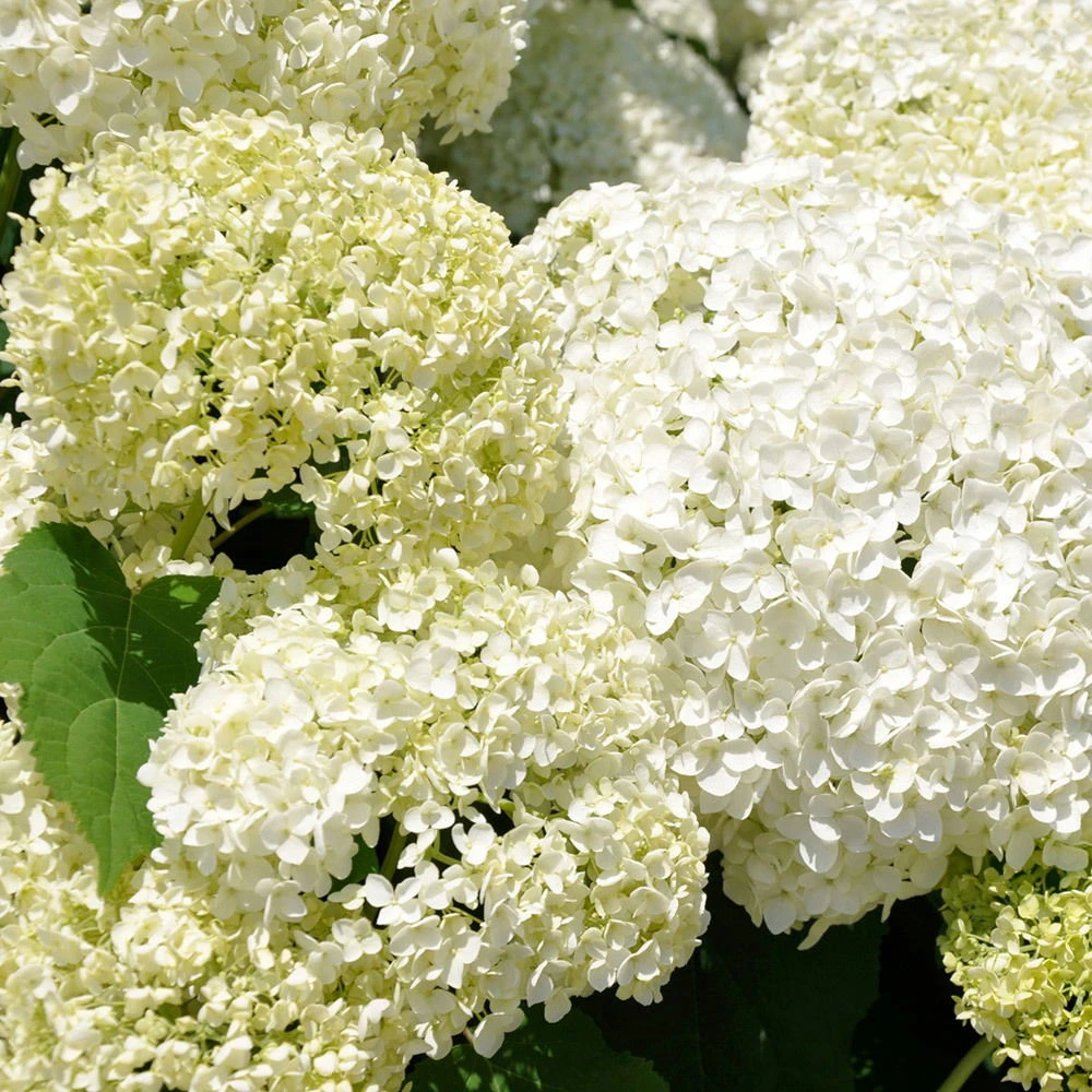 Schneeballhortensie 'Annabelle' Im 10 L Topf – Bild 2