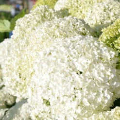 Schneeballhortensie 'Annabelle' Im 10 L Topf -Compo Verkäufe 0415300062 KB Hydrangea arb Annabelle 0460 060 Co 5 l 02 49258