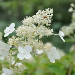 Kölle's Beste Rispen-Hortensie 'Kyushu' (Hydrangea Paniculuata 'Kyushu') Im 5 Lt. Topf 9 Kölle's Beste Rispen-Hortensie 'Kyushu' (Hydrangea Paniculuata 'Kyushu') Im 5 Lt. Topf -Compo Verkäufe 0415300076 KB Hydrangea pan Kyushu 1 83520
