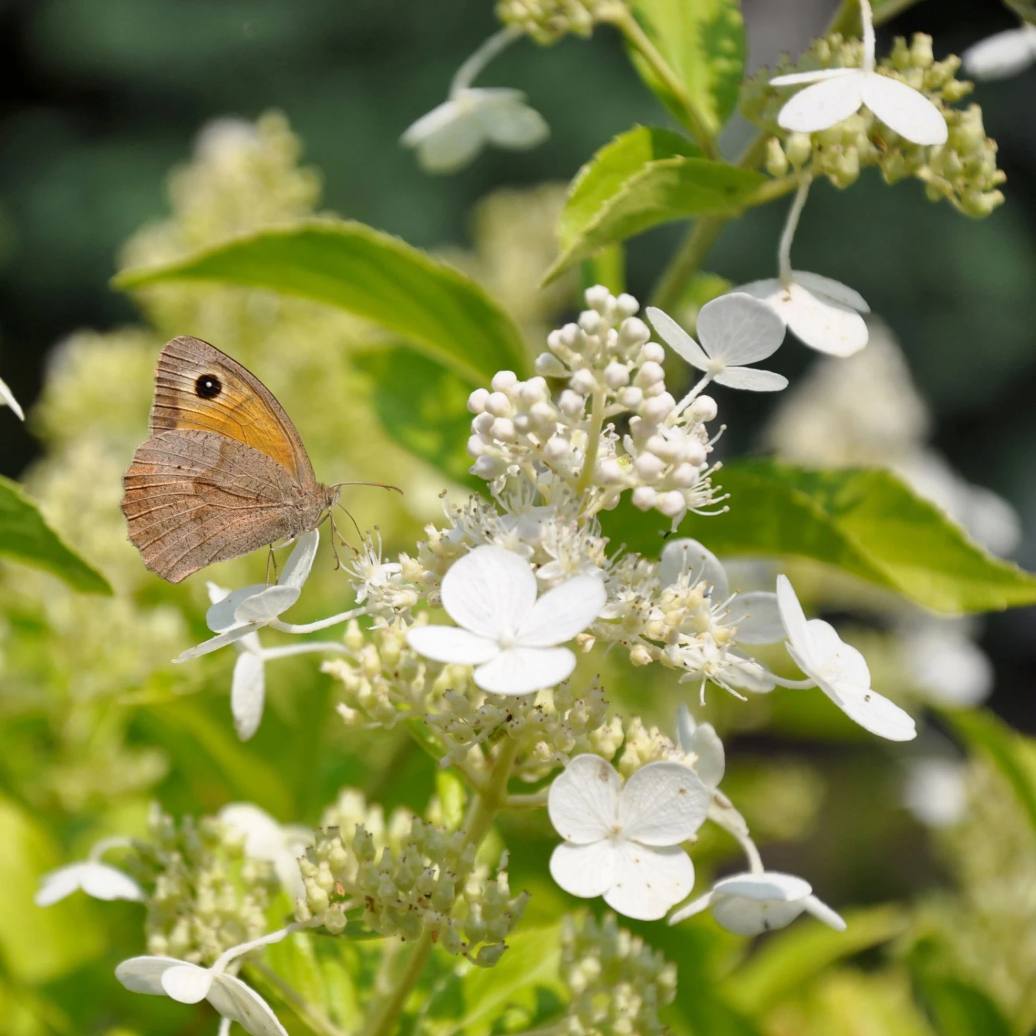Kölle's Beste Rispen-Hortensie 'Kyushu' (Hydrangea Paniculuata 'Kyushu') Im 5 Lt. Topf 1 Kölle's Beste Rispen-Hortensie 'Kyushu' (Hydrangea Paniculuata 'Kyushu') Im 5 Lt. Topf