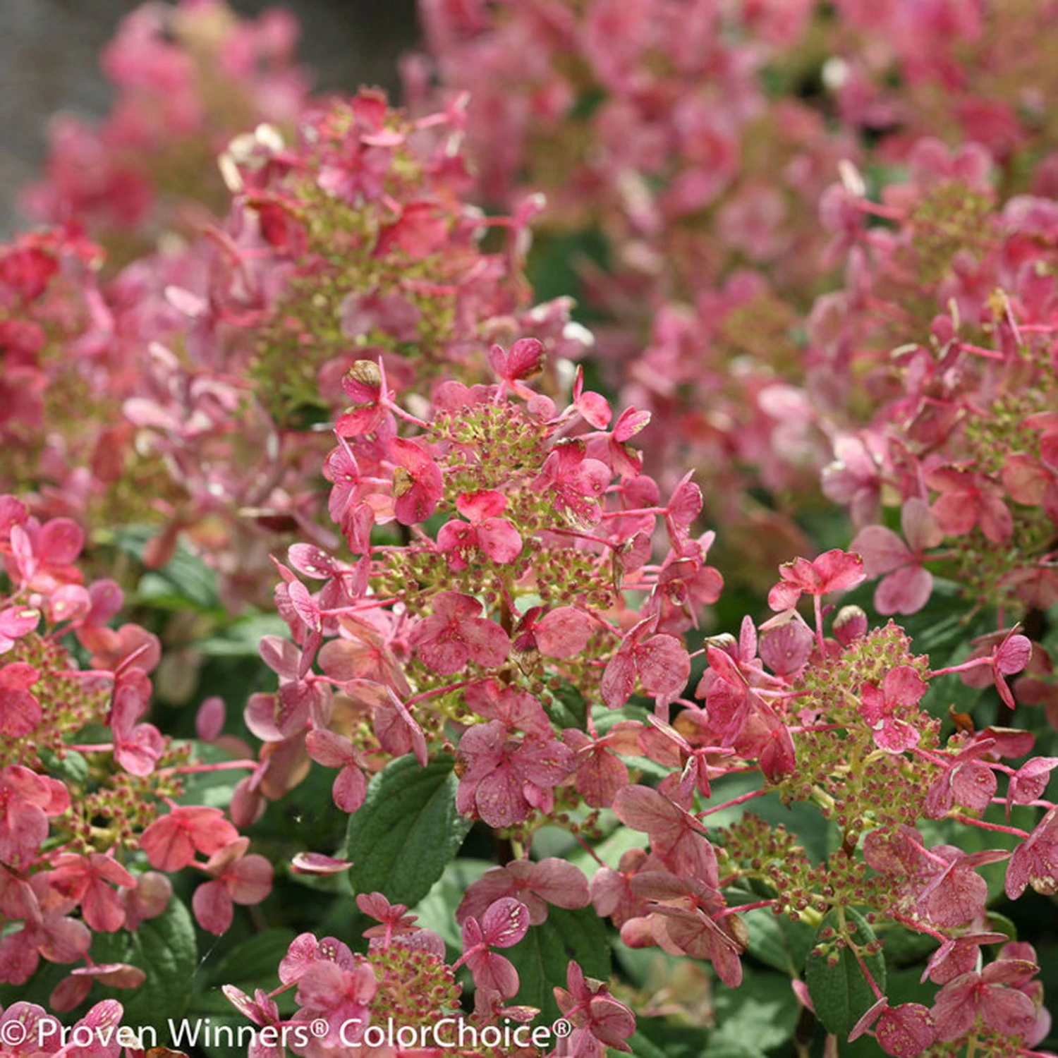 Kompakte Rispenhortensie 'Little Quick Fire'®, Weiß, Topf 5 Liter 1 Kompakte Rispenhortensie 'Little Quick Fire'®, Weiß, Topf 5 Liter