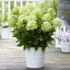 Rispenhortensie 'Whitelight'®, 3er-Set, Höhe 40-60 Cm, Topf 5 Liter