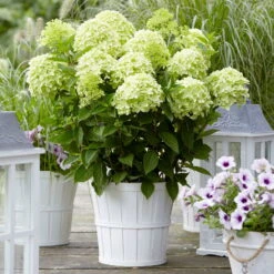 Rispenhortensie 'Whitelight'®, 3er-Set, Höhe 40-60 Cm, Topf 5 Liter -Compo Verkäufe 0415300396 Hydrangea pan Whitelight 3er Set 2 104919