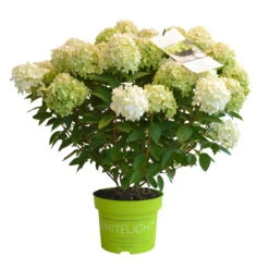 Rispenhortensie 'Whitelight'®, 3er-Set, Höhe 40-60 Cm, Topf 5 Liter -Compo Verkäufe 0415300396 Hydrangea pan Whitelight 3er Set 3 105053