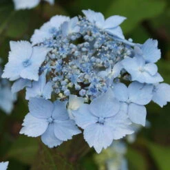 Pflanzen Kölle Shop -Compo Verkäufe 0415500167 Hydrangea serrata Blue Deckle Blue Bird 1 104397