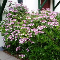 Japanische Berg-Hortensien 'Blue Deckle' & 'Blue Bird', 2er-Set, Topf 4 Liter -Compo Verkäufe 0415500167 Hydrangea serrata Blue Deckle Blue Bird 2 104398