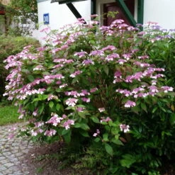 Japanische Berg-Hortensien 'Blue Deckle' & 'Blue Bird', 2er-Set, Topf 4 Liter -Compo Verkäufe 0415500167 Hydrangea serrata Blue Deckle Blue Bird 3 104399