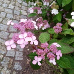 Japanische Berg-Hortensien 'Blue Deckle' & 'Blue Bird', 2er-Set, Topf 4 Liter -Compo Verkäufe 0415500167 Hydrangea serrata Blue Deckle Blue Bird 4 104400