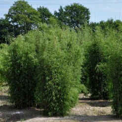 15er-Set Bambus-Hecken-Set Fargesia 'Jiuzhaigou 1', Höhe 80-100 Cm, Im 7,5 Liter Topf -Compo Verkäufe 0425100161 Bambus Kollektion Jiuhaigou 80 100 7 5l Topf 02 48724 1