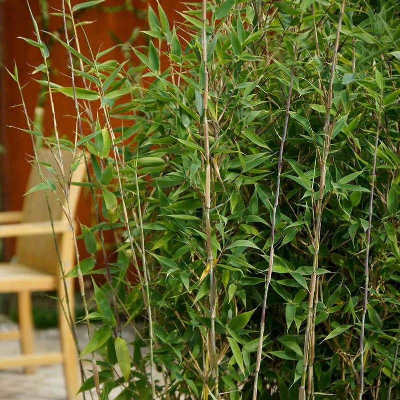 25er-Set Bambus-Hecken-Set Fargesia Spathacea "Blue Lizard"®, Höhe 80-100 Cm, Im 10 Liter Topf 2 25er-Set Bambus-Hecken-Set Fargesia Spathacea "Blue Lizard"®, Höhe 80-100 Cm, Im 10 Liter Topf – Bild 2
