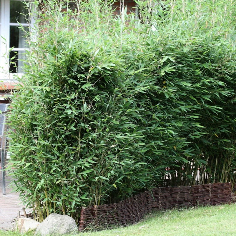25er-Set Bambus-Hecken-Set Fargesia Spathacea "Blue Lizard"®, Höhe 80-100 Cm, Im 10 Liter Topf 1 25er-Set Bambus-Hecken-Set Fargesia Spathacea "Blue Lizard"®, Höhe 80-100 Cm, Im 10 Liter Topf