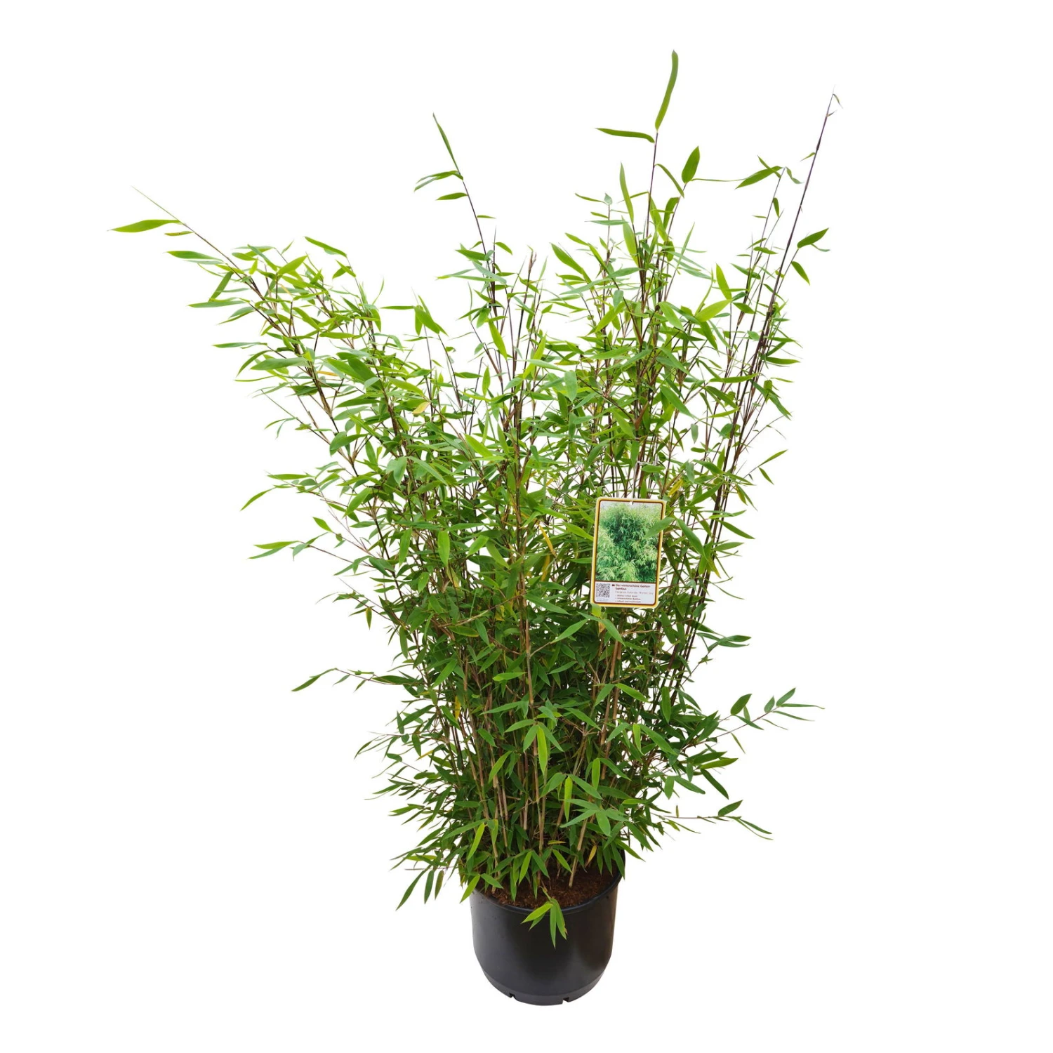 Gartenbambus 'Winter Joy, 10er-Set, Topf 20 Liter 2 Gartenbambus 'Winter Joy, 10er-Set, Topf 20 Liter – Bild 2