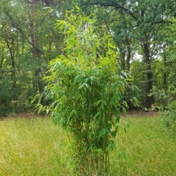 Elfenbein-Bambus 'Ivory Ibis'® (Japo 55' EU-S), 20er-Set, Höhe 80-100 Cm 9 Elfenbein-Bambus 'Ivory Ibis'® (Japo 55' EU-S), 20er-Set, Höhe 80-100 Cm -Compo Verkäufe 0425100383 0425100384 Fargesia Ivory Ibis 080100 WEB 2 94511 1