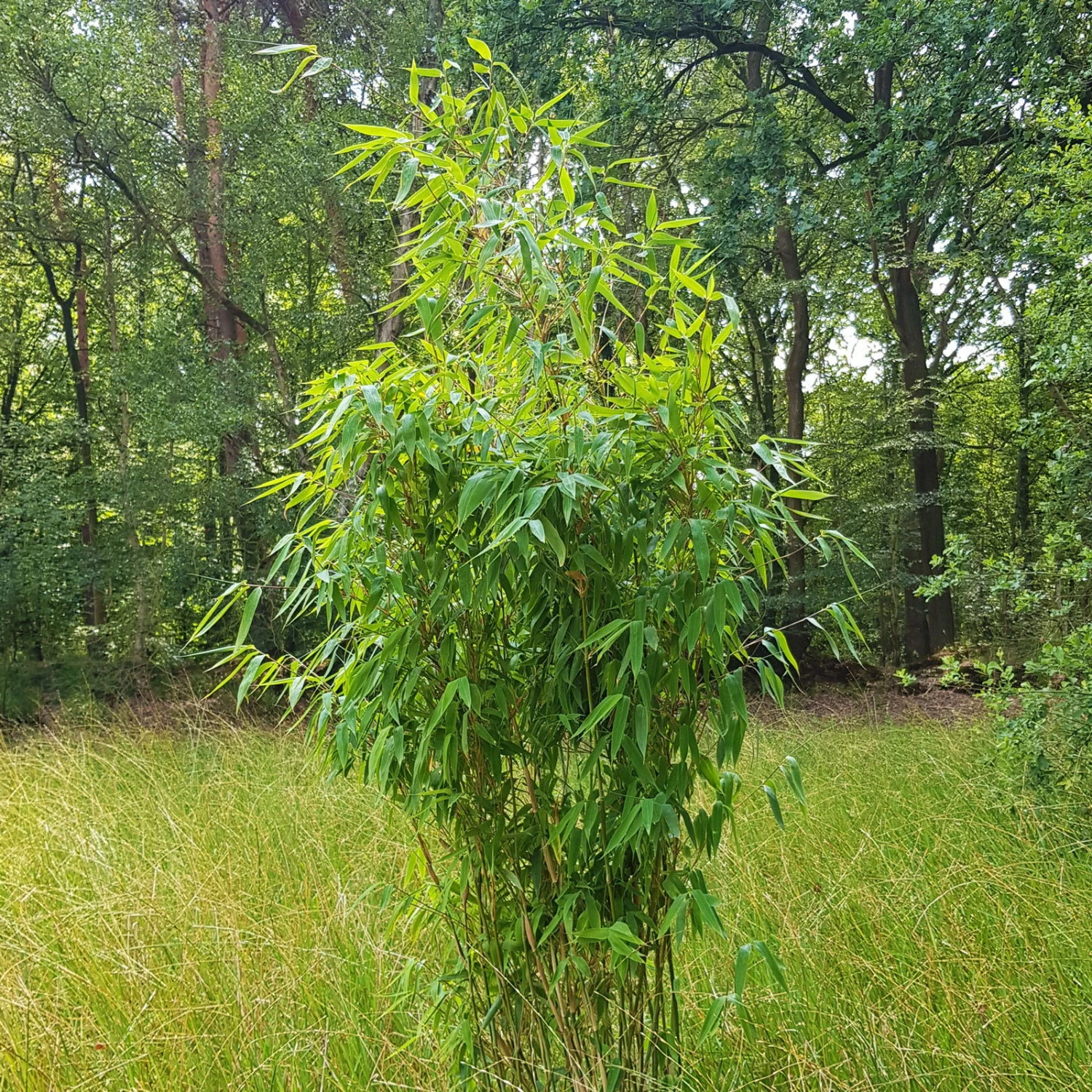 Elfenbein-Bambus 'Ivory Ibis'® (Japo 55' EU-S), 10er-Set, Höhe 80-100 Cm 3 Elfenbein-Bambus 'Ivory Ibis'® (Japo 55' EU-S), 10er-Set, Höhe 80-100 Cm – Bild 3