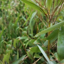 Elfenbein-Bambus 'Ivory Ibis'® (Japo 55' EU-S), 10er-Set, Höhe 80-100 Cm 10 Elfenbein-Bambus 'Ivory Ibis'® (Japo 55' EU-S), 10er-Set, Höhe 80-100 Cm -Compo Verkäufe 0425100383 0425100384 Fargesia Ivory Ibis 080100 WEB 4 94514