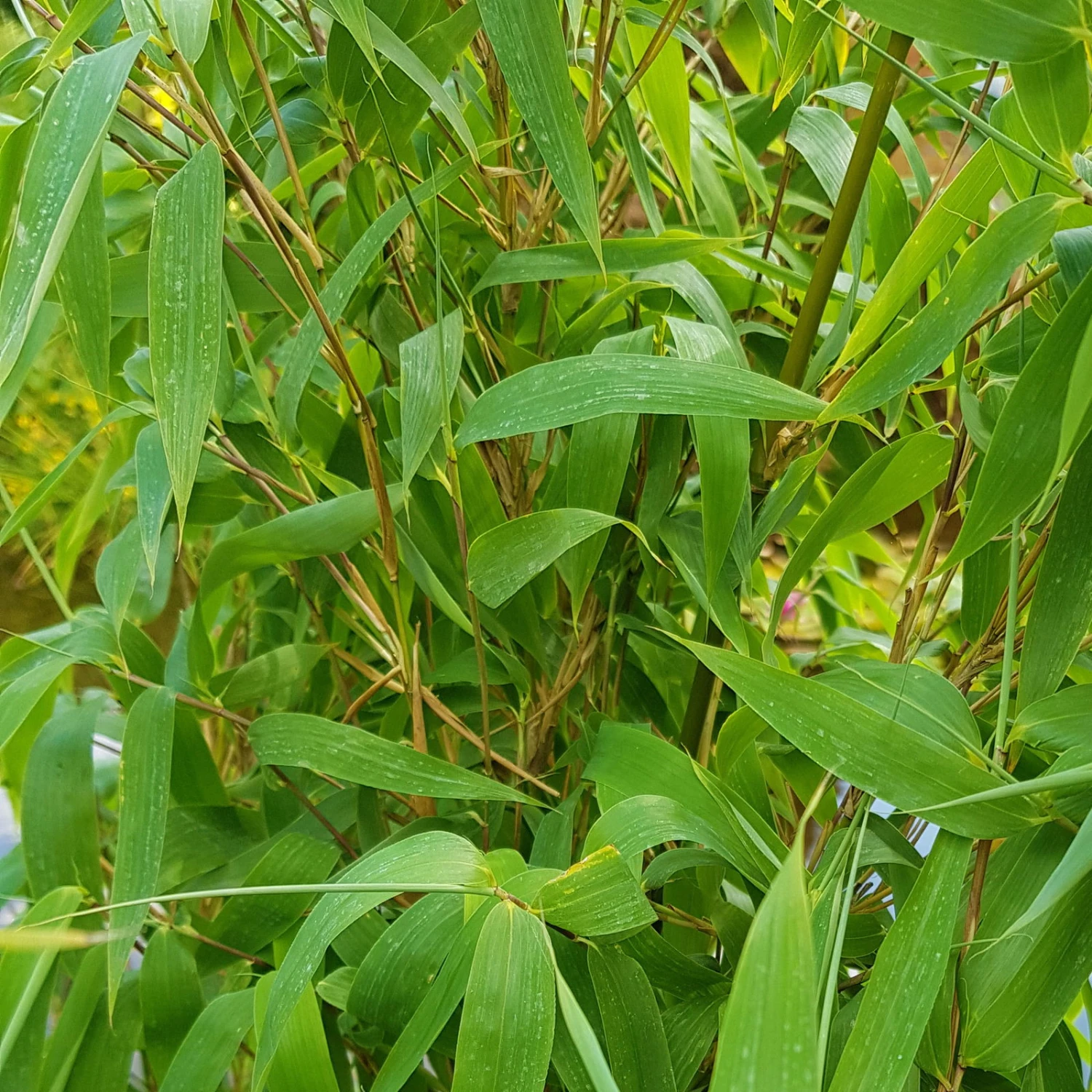 Elfenbein-Bambus 'Ivory Ibis'® (Japo 55' EU-S), 10er-Set, Höhe 80-100 Cm 2 Elfenbein-Bambus 'Ivory Ibis'® (Japo 55' EU-S), 10er-Set, Höhe 80-100 Cm – Bild 2