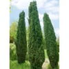2er Set Grüne-Säuleneibe, Taxus Baccata "Fastigiata Robusta", Höhe 60-70 Cm